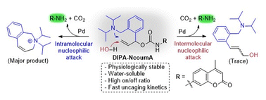 Graphical abstract: Enhancing Tsuji–Trost deallylation in living cells with an internal-nucleophile coumarin-based probe