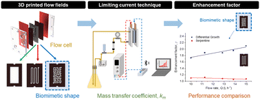 Graphical abstract: Mass transfer enhancement in electrochemical flow cells through 3D-printed biomimetic channels