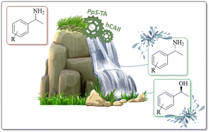 Graphical abstract: Transaminase – carbonic anhydrase bi-enzymatic cascade for preparation of (R)-1-arylethan-1-amines and (S)-1-arylethan-1-ols