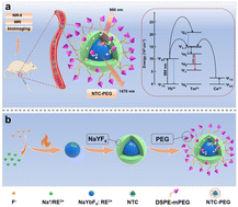 Graphical abstract: Rare-earth doped hexagonal NaYbF4 nanoprobes with size-controlled and NIR-II emission for multifunctional applications