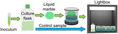 Graphical abstract: Liquid marble – a high-yield micro-photobioreactor platform