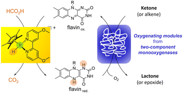 Graphical abstract: Hybrid catalysis for enantioselective Baeyer–Villiger oxidation and stereoselective epoxidation: a Cp*Ir complex to fuel FMN and FAD reduction for flavoprotein monooxygenase modules