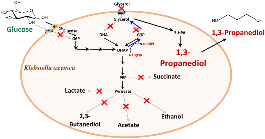 Graphical abstract: Systematic metabolic engineering of Klebsiella oxytoca for production of 1,3-propanediol from glucose