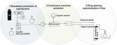 Graphical abstract: A multistep (semi)-continuous biocatalytic setup for the production of polycaprolactone