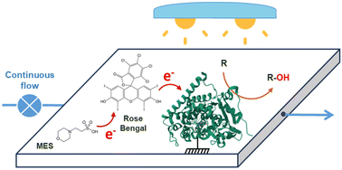 Graphical abstract: Mediated electron transfer in a photo-bioreactor: continuous flow hydroxylation using cytochrome P450 BM3 in NADPH-free conditions