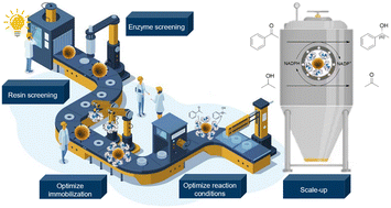 Graphical abstract: Automated high throughput workflow for rapid implementation of immobilized enzymes in chemical process development