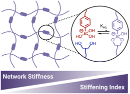 Graphical abstract: Biomimetic strain-stiffening in fully synthetic dynamic-covalent hydrogel networks