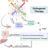Graphical abstract: An orthogonally activatable CRISPR-Cas13d nanoprodrug to reverse chemoresistance for enhanced chemo-photodynamic therapy