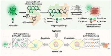 Graphical abstract: Engineering fluorescent protein chromophores with an internal reference for high-fidelity ratiometric G4 imaging in living cells