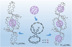 Graphical abstract: Regulating supramolecular interactions in dimeric macrocycles