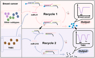 Graphical abstract: An enzyme-powered microRNA discriminator for the subtype-specific diagnosis of breast cancer