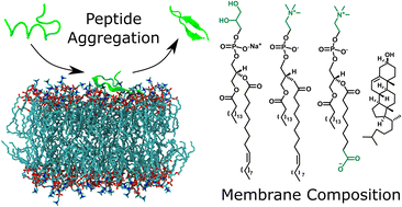 Graphical abstract: Lipid oxidation controls peptide self-assembly near membranes through a surface attraction mechanism