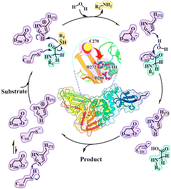 Graphical abstract: Unraveling the catalytic mechanism of SARS-CoV-2 papain-like protease with allosteric modulation of C270 mutation using multiscale computational approaches