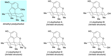 Graphical abstract: Divergent total synthesis of the revised structures of marine anti-cancer meroterpenoids (+)-dysiherbols A–E