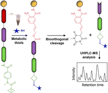Graphical abstract: Chemoselective bicyclobutane-based mass spectrometric detection of biological thiols uncovers human and bacterial metabolites
