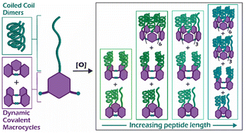 Graphical abstract: Mismatched covalent and noncovalent templating leads to large coiled coil-templated macrocycles