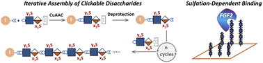 Graphical abstract: Heparan sulfate glycomimetics via iterative assembly of “clickable” disaccharides