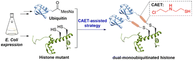 Graphical abstract: The expedient, CAET-assisted synthesis of dual-monoubiquitinated histone H3 enables evaluation of its interaction with DNMT1