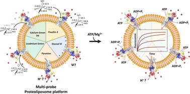 Graphical abstract: Plastic recognition and electrogenic uniport translocation of 1st-, 2nd-, and 3rd-row transition and post-transition metals by primary-active transmembrane P1B-2-type ATPase pumps