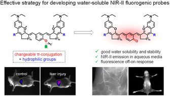 Graphical abstract: Combination of changeable π-conjugation and hydrophilic groups for developing water-soluble small-molecule NIR-II fluorogenic probes