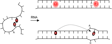 Graphical abstract: Double FIT hybridization probes – towards enhancing brightness, turn-on and specificity of RNA detection