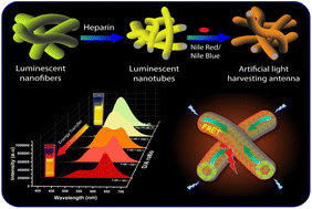 Graphical abstract: Efficient light harvesting in self-assembled organic luminescent nanotubes