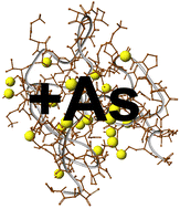 Graphical abstract: Arsenic binding to human metallothionein-3