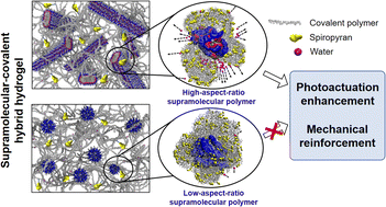 Graphical abstract: Role of supramolecular polymers in photo-actuation of spiropyran hydrogels