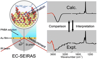 Graphical abstract: Revealing the interfacial water structure on a p-nitrobenzoic acid specifically adsorbed Au(111) surface