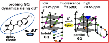 Graphical abstract: Probing juxtaposed G-quadruplex and hairpin motifs using a responsive nucleoside probe: a unique scaffold for chemotherapy