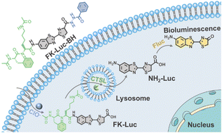 Graphical abstract: An AND-gate bioluminescent probe for precise tumor imaging