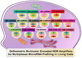 Graphical abstract: Orthometric multicolor encoded hybridization chain reaction amplifiers for multiplexed microRNA profiling in living cells