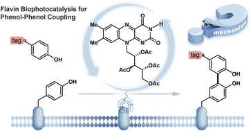 Graphical abstract: Targeted proximity-labelling of protein tyrosines via flavin-dependent photoredox catalysis with mechanistic evidence for a radical–radical recombination pathway