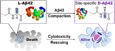 Graphical abstract: Site-specific chirality-conferred structural compaction differentially mediates the cytotoxicity of Aβ42