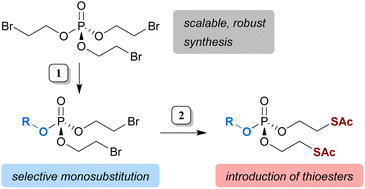 Graphical abstract: Synthesis of biolabile thioalkyl-protected phosphates from an easily accessible phosphotriester precursor