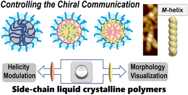 Graphical abstract: Conformationally supramolecular chirality prevails over configurational point chirality in side-chain liquid crystalline polymers