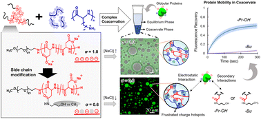 Graphical abstract: Dynamic frustrated charge hotspots created by charge density modulation sequester globular proteins into complex coacervates