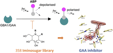 Graphical abstract: Fluorescence polarisation activity-based protein profiling for the identification of deoxynojirimycin-type inhibitors selective for lysosomal retaining alpha- and beta-glucosidases