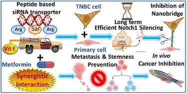 Graphical abstract: Engineered vitamin E-tethered non-immunogenic facial lipopeptide for developing improved siRNA based combination therapy against metastatic breast cancer