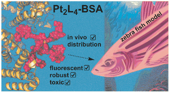 Graphical abstract: In vivo biodistribution of kinetically stable Pt2L4 nanospheres that show anti-cancer activity