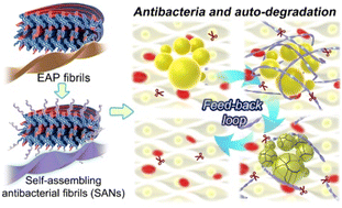 Graphical abstract: Engineering of antimicrobial peptide fibrils with feedback degradation of bacterial-secreted enzymes
