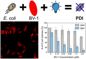 Graphical abstract: A membrane intercalating metal-free conjugated organic photosensitizer for bacterial photodynamic inactivation