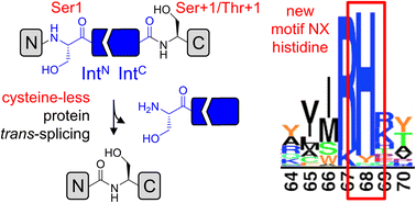 Graphical abstract: Structural and biochemical analysis of a novel atypically split intein reveals a conserved histidine specific to cysteine-less inteins