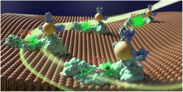 Graphical abstract: Single-nucleobase resolution of a surface energy transfer nanoruler for in situ measurement of aptamer binding at the receptor subunit level in living cells