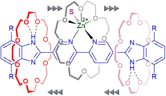 Graphical abstract: A translationally active ligand based on a [2]rotaxane molecular shuttle with a 2,2′-bipyridyl core