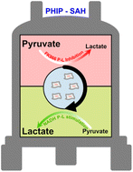 Graphical abstract: Real-time cell metabolism assessed repeatedly on the same cells via para-hydrogen induced polarization