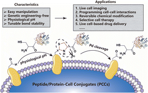 Graphical abstract: Catalyst-free thiazolidine formation chemistry enables the facile construction of peptide/protein–cell conjugates (PCCs) at physiological pH