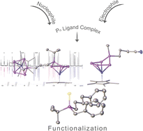 Graphical abstract: Controlled introduction of functional groups at one P atom in [Cp*Fe(η5-P5)] and release of functionalised phosphines