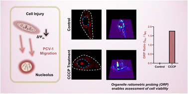 Graphical abstract: Quantifying cell viability through organelle ratiometric probing