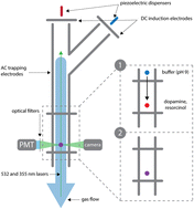 Graphical abstract: pH jump kinetics in colliding microdroplets: accelerated synthesis of azamonardine from dopamine and resorcinol